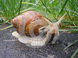 Helix pomatia