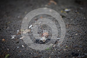 Helix Pomatia, also called Burgundy, Edible or Roman snail, known as escargot, standing on a rock on a wet ground after a rain.