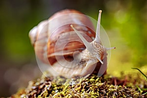 Helix pomatia also Roman snail, Burgundy snail