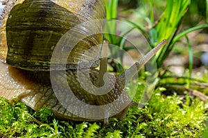 Helix pomatia also Roman snail, Burgundy snail, edible snail or escargot, is a species of large, edible, air-breathing land snail