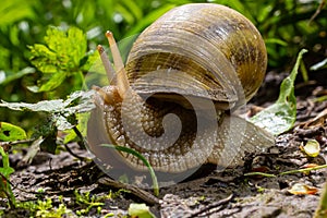 Helix pomatia also Roman snail, Burgundy snail, edible snail or escargot, is a species of large, edible, air-breathing land snail