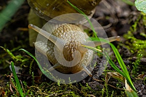 Helix pomatia also Roman snail, Burgundy snail, edible snail or escargot, is a species of large, edible, air-breathing land snail