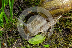 Helix pomatia also Roman snail, Burgundy snail, edible snail or escargot, is a species of large, edible, air-breathing land snail