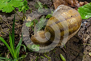 Helix pomatia also Roman snail, Burgundy snail, edible snail or escargot, is a species of large, edible, air-breathing land snail