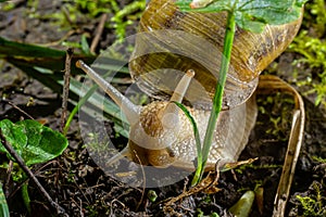 Helix pomatia also Roman snail, Burgundy snail, edible snail or escargot, is a species of large, edible, air-breathing land snail