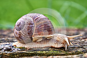 Helix pomatia also Roman snail or burgundy snail is a large air-breathing land snail. Pulmonary Gastropod Mollusk, family photo