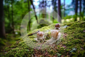 Helix pomatia also Roman snail, Burgundy snail