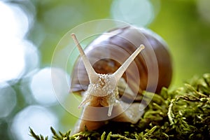 Helix pomatia also Roman snail, Burgundy snail