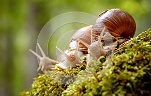 Helix pomatia also Roman snail, Burgundy snail