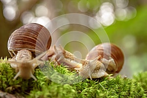 Helix pomatia also Roman snail, Burgundy snail