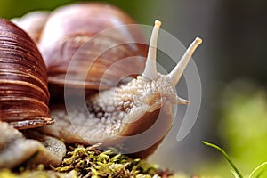 Helix pomatia also Roman snail, Burgundy snail