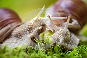 Helix pomatia also Roman snail, Burgundy snail