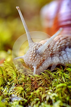 Helix pomatia also Roman snail, Burgundy snail