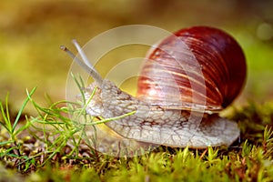 Helix pomatia also Roman snail, Burgundy snail