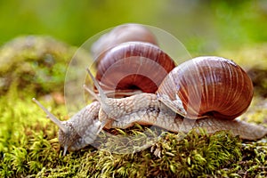 Helix pomatia also Roman snail, Burgundy snail