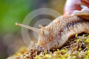 Helix pomatia also Roman snail, Burgundy snail