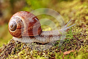 Helix pomatia also Roman snail, Burgundy snail