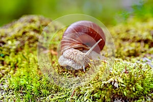 Helix pomatia also Roman snail, Burgundy snail