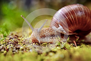 Helix pomatia also Roman snail, Burgundy snail