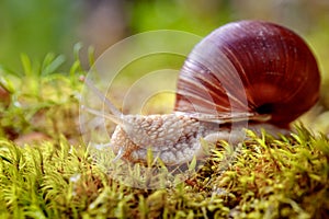 Helix pomatia also Roman snail, Burgundy snail