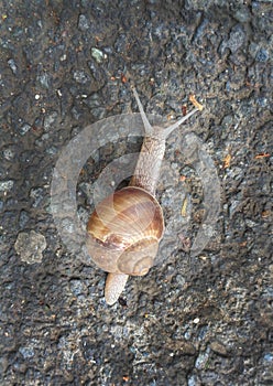 Helix pomatia also Roman snail, Burgundy snail