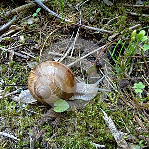 Helix pomatia also Roman snail, Burgundy snail