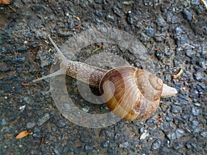 Helix pomatia also Roman snail, Burgundy snail