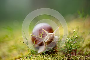 Helix pomatia also Roman snail, Burgundy snail