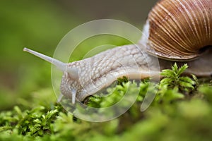 Helix pomatia also Roman snail, Burgundy snail