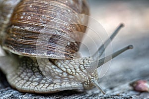 Helix pomatia also Roman snail or burgundy snail