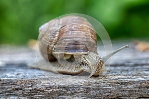 Helix pomatia also Roman snail or burgundy snail