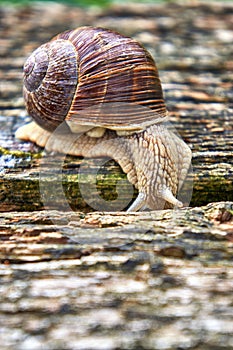 Helix pomatia also Roman snail or burgundy snail creeps into a gap between the wood. Pulmonary gastropod mollusk, family Helicidae