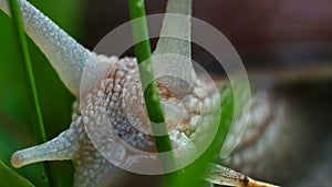 Helix pomatia also Roman snail, Burgundy snail, edible snail or escargot, Extra close up, macro