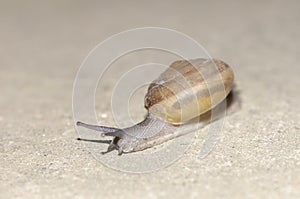 Helix pomatia also Roman snail, Burgundy snail, edible snail or escargot, is a species of large, edible.