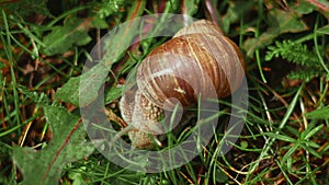 Helix pomatia also Roman snail, Burgundy snail, edible snail or escargot, is a species of large, edible, air-breathing