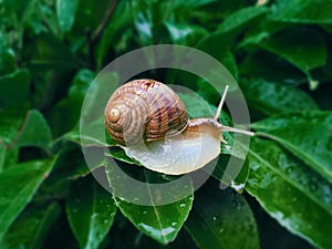 Helix pomatia also Roman snail, Burgundy snail, edible snail or escargot, is a species of large, edible, air-breathing