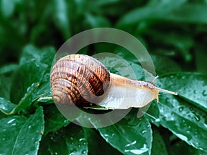 Helix pomatia also Roman snail, Burgundy snail, edible snail or escargot, is a species of large, edible, air-breathing