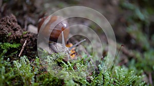 Helix pomatia also Roman snail, Burgundy snail, edible snail or escargot, is a species of large, edible, air-breathing