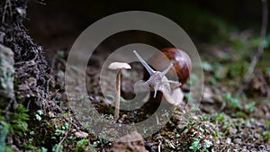 Helix pomatia also Roman snail, Burgundy snail, edible snail or escargot, is a species of large, edible, air-breathing