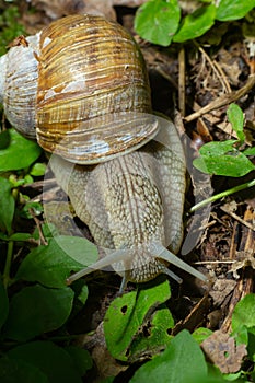 Helix pomatia also Roman snail, Burgundy snail, edible snail or escargot, is a species of large, edible, air-breathing