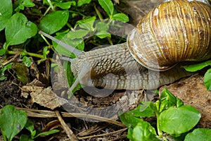 Helix pomatia also Roman snail, Burgundy snail, edible snail or escargot, is a species of large, edible, air-breathing