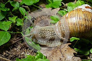 Helix pomatia also Roman snail, Burgundy snail, edible snail or escargot, is a species of large, edible, air-breathing