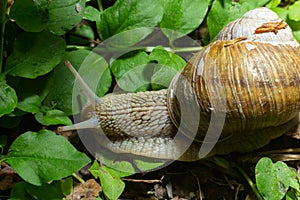 Helix pomatia also Roman snail, Burgundy snail, edible snail or escargot, is a species of large, edible, air-breathing