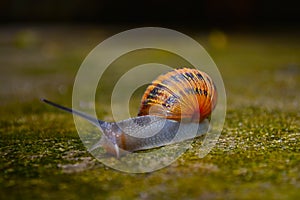 Helix pomatia also Roman snail, Burgundy snail, edible snail or escargot, is a species of large, edible, air-breathing land snail