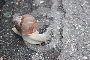 Helix pomatia also Roman snail, Burgundy snail, edible snail or escargot, is a species of large, edible, air-breathing land snail