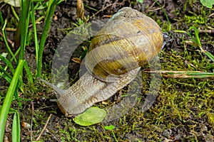 Helix pomatia also Roman snail, Burgundy snail, edible snail or escargot, is a species of large, edible, air-breathing land snail