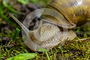 Helix pomatia also Roman snail, Burgundy snail, edible snail or escargot, is a species of large, edible, air-breathing land snail