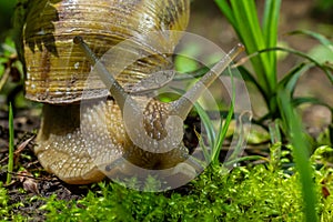 Helix pomatia also Roman snail, Burgundy snail, edible snail or escargot, is a species of large, edible, air-breathing land snail