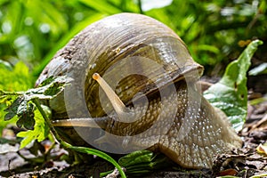 Helix pomatia also Roman snail, Burgundy snail, edible snail or escargot, is a species of large, edible, air-breathing land snail