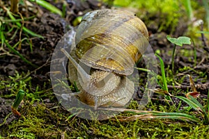 Helix pomatia also Roman snail, Burgundy snail, edible snail or escargot, is a species of large, edible, air-breathing land snail